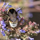 Makro Hummel 1