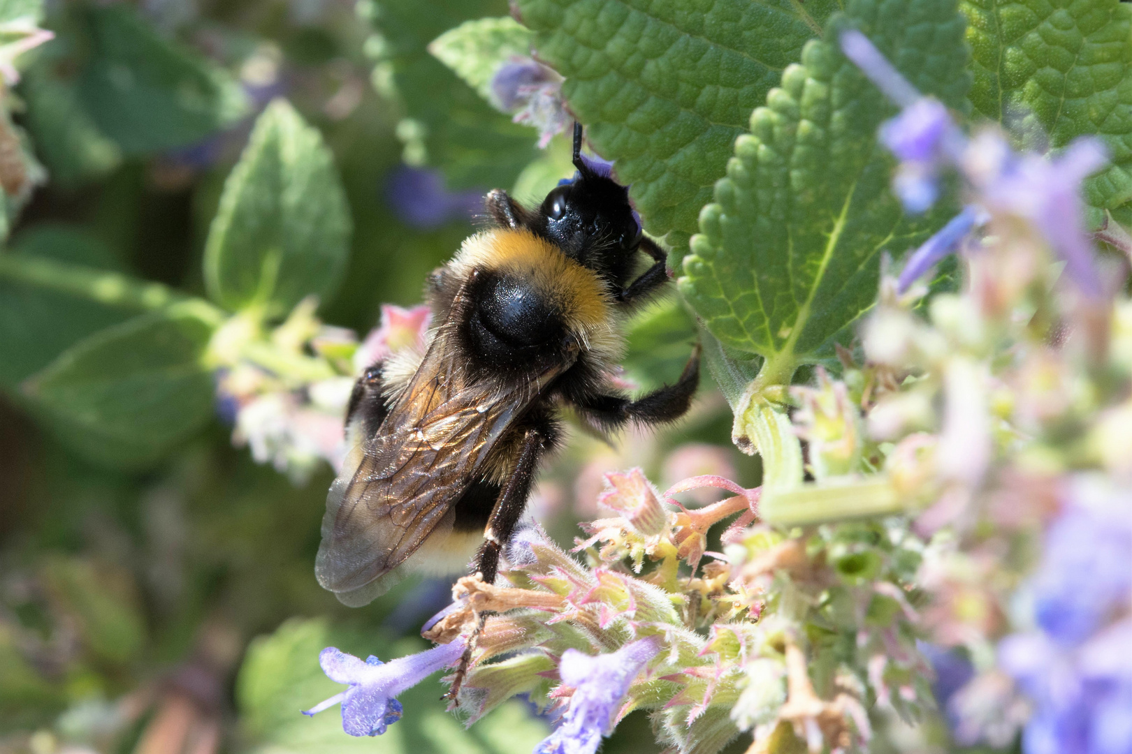 Makro Hummel 2