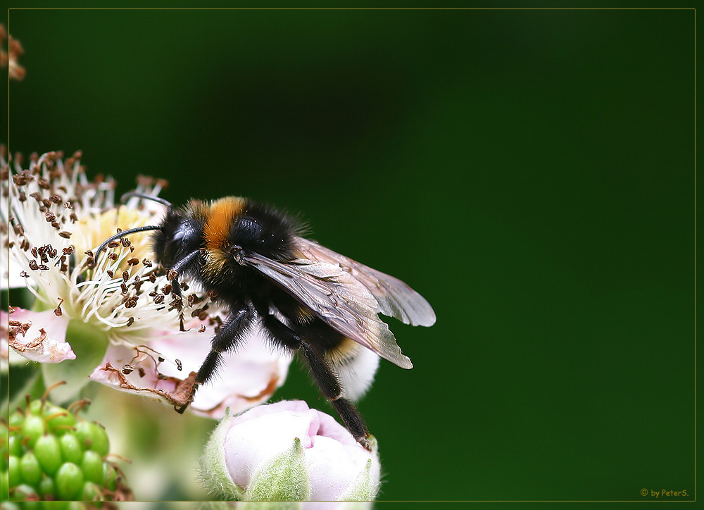 Makro Hummel