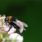 Makro Hummel