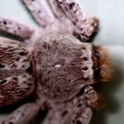 Makro Huntsman