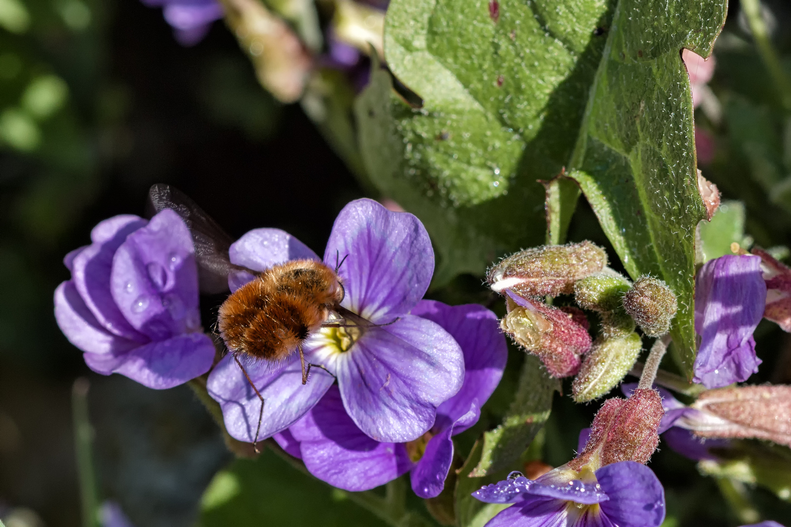 Makro im Botanischen Garten Rostock