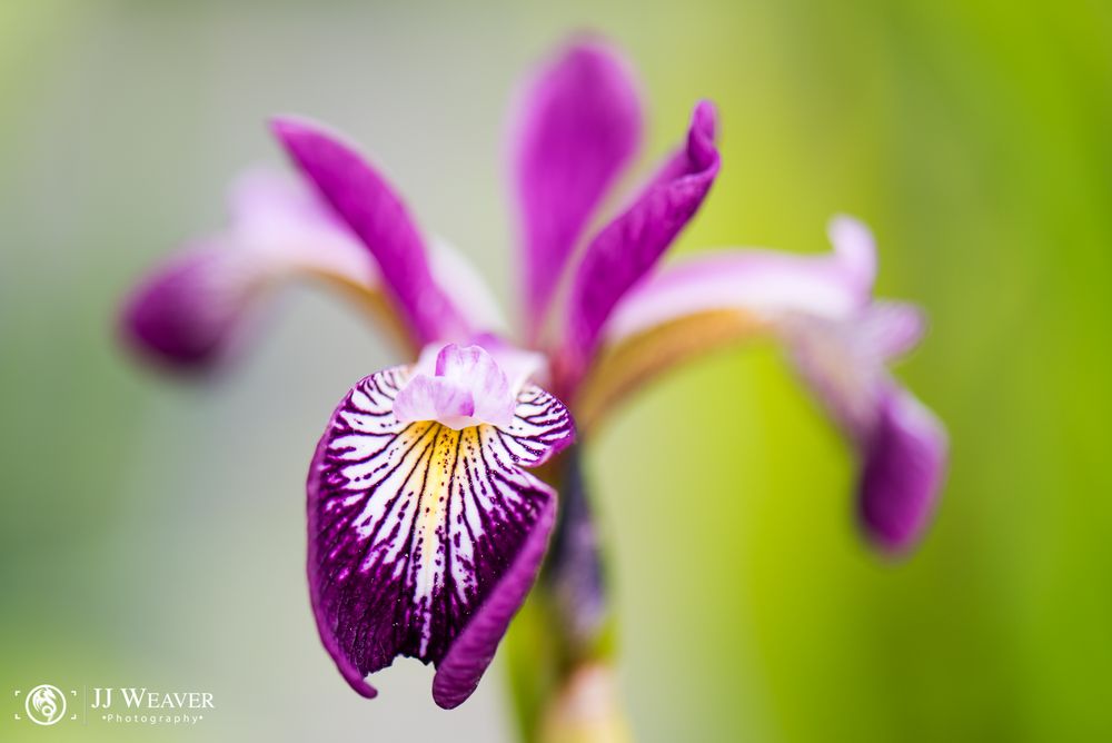 Makro im botanischen Garten Zürich 01