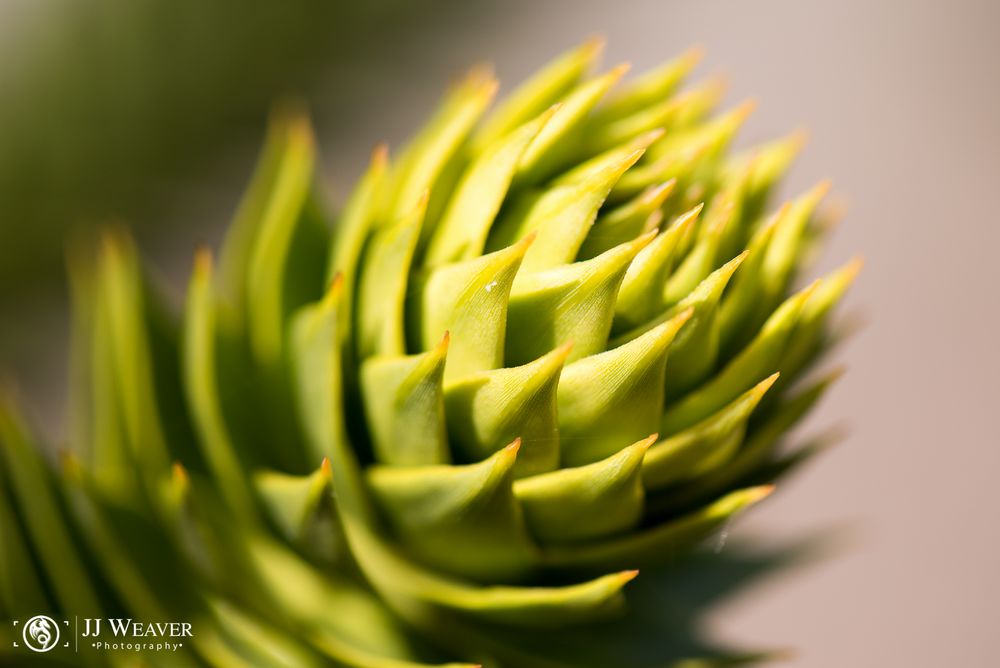 Makro im botanischen Garten Zürich 02