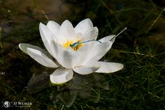 Makro im botanischen Garten Zürich 03