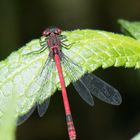 Makro im botanischen Garten Zürich 04