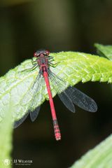 Makro im botanischen Garten Zürich 04