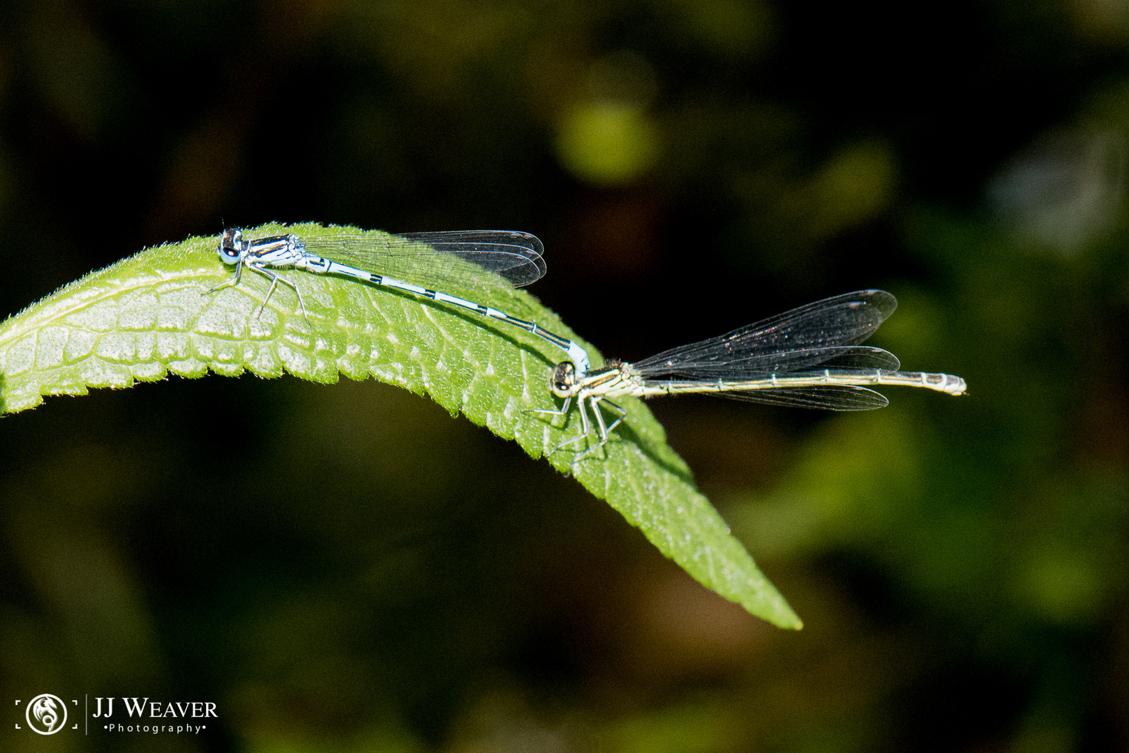 Makro im botanischen Garten Zürich 05