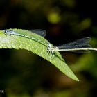 Makro im botanischen Garten Zürich 05