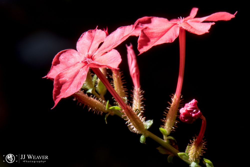 Makro im botanischen Garten Zürich 06