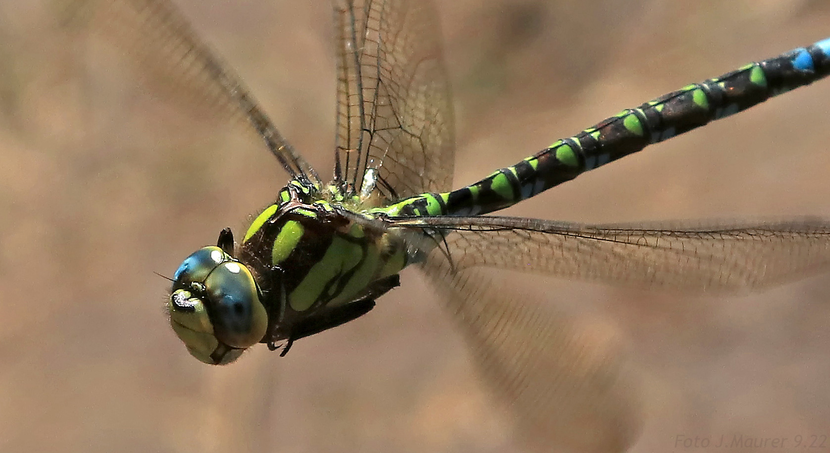 Makro im Flug...ND