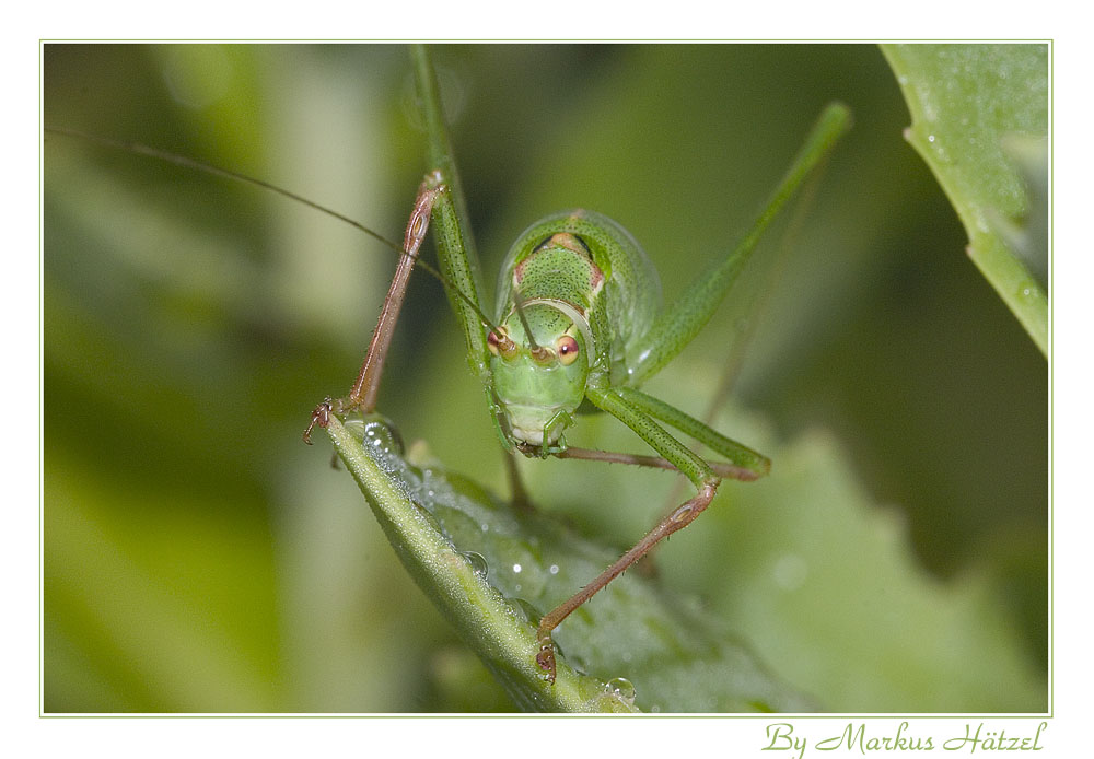 Makro im Garten