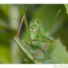 Makro im Garten