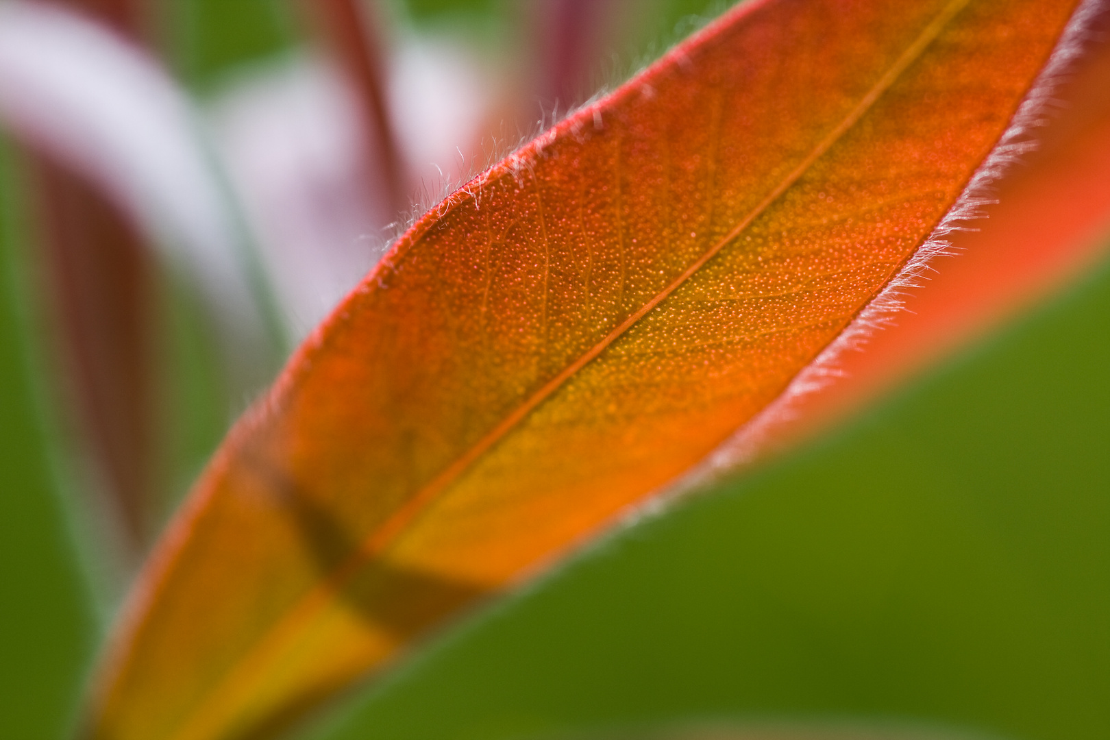 Makro im Garten 5