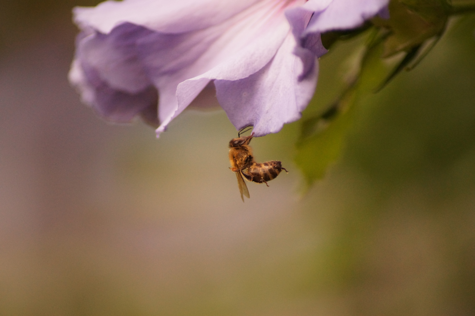 Makro im Garten