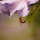 Makro im Garten