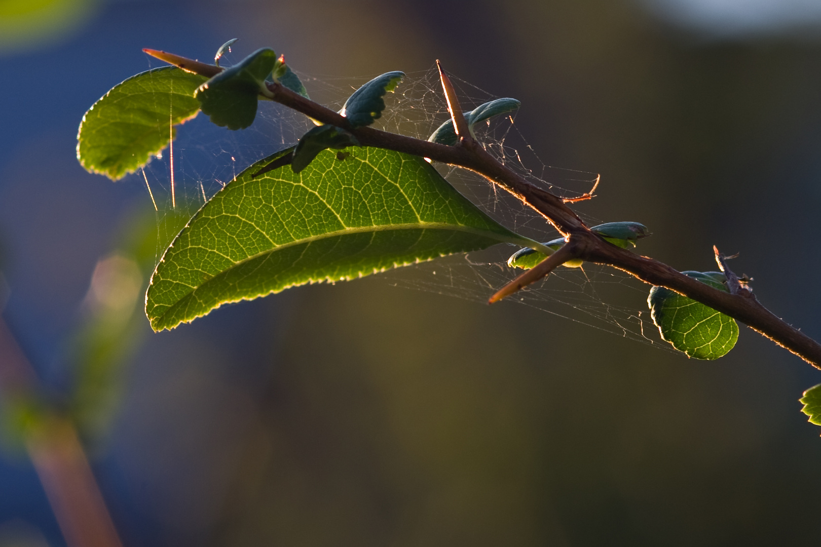 Makro im Garten