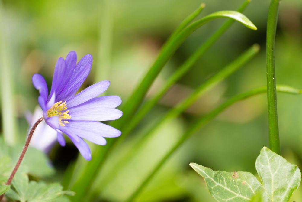 Makro im Garten