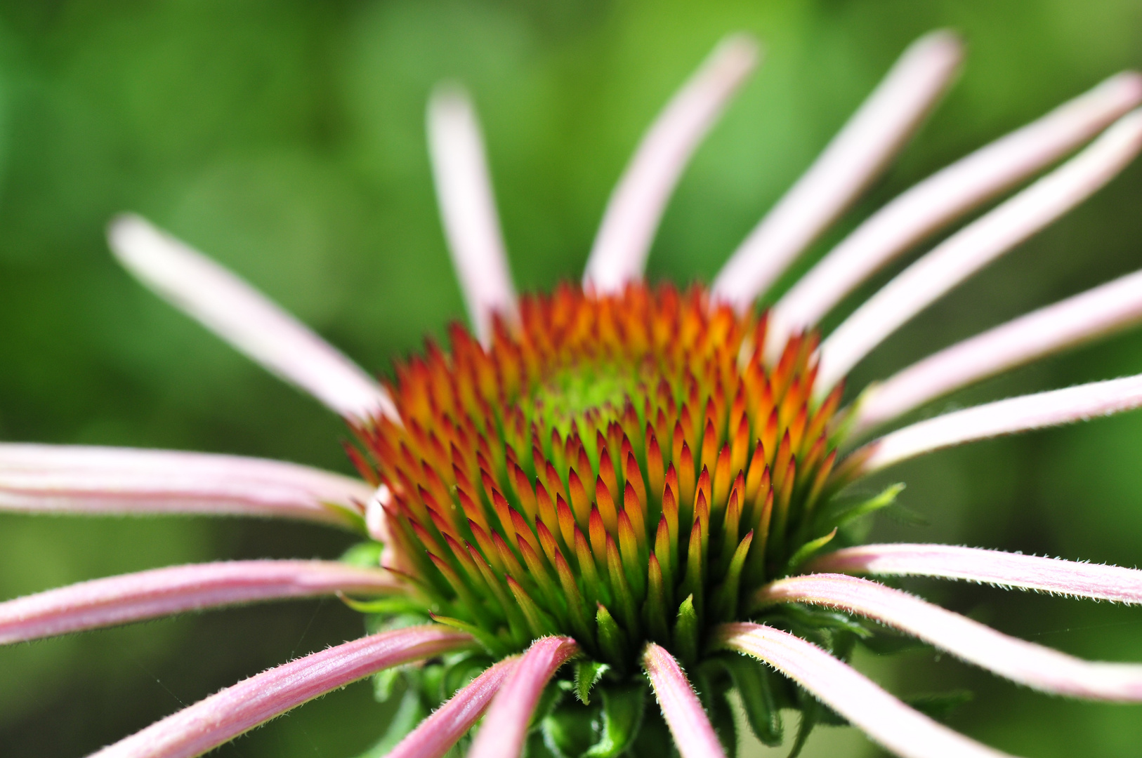 Makro im Garten