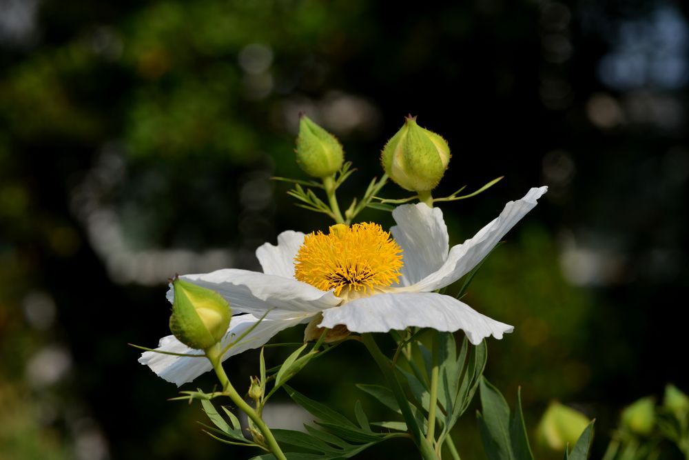 Makro im Palmengarten 2