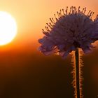 Makro in der Abendsonne