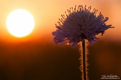 Makro in der Abendsonne