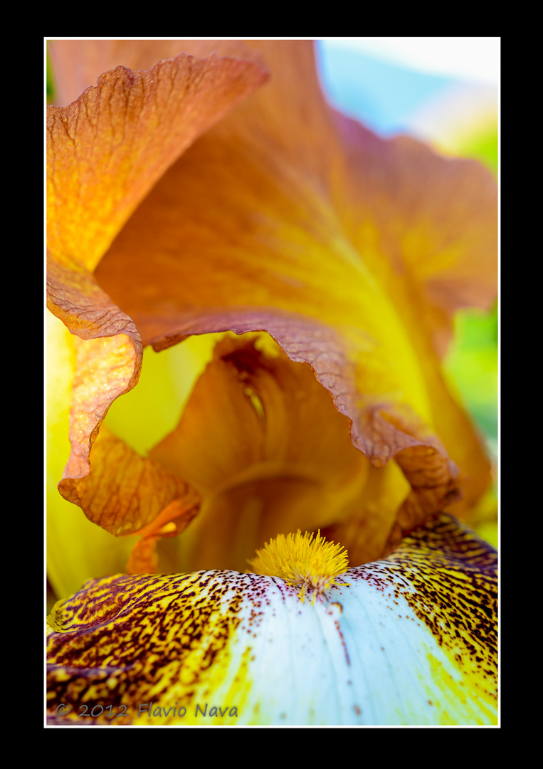 MAKRO: Iris