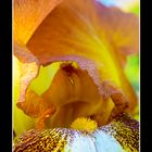 MAKRO: Iris