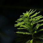 Makro, knapp überm Wasser