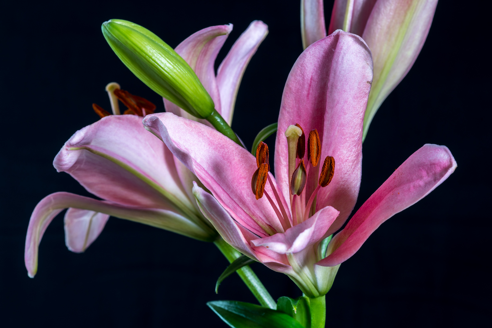 Makro - large lily blossom