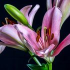 Makro - large lily blossom