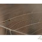 Makro - Leaf