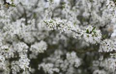 Makro leider bei schlechtem Wetter