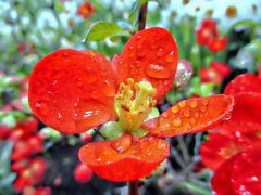 Makro leuchtendrote Blüte von japanischer Zierquitte mit Wassertropfen