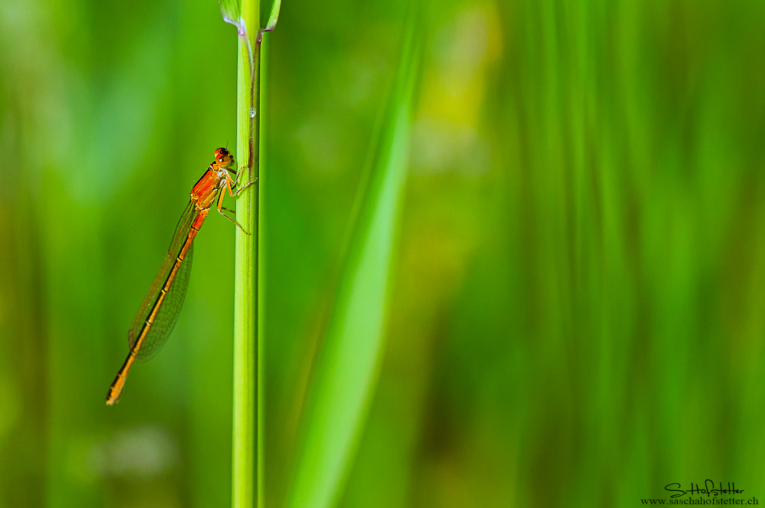 Makro Libelle 2