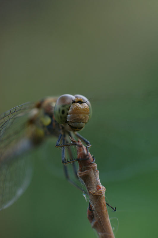 Makro Libelle