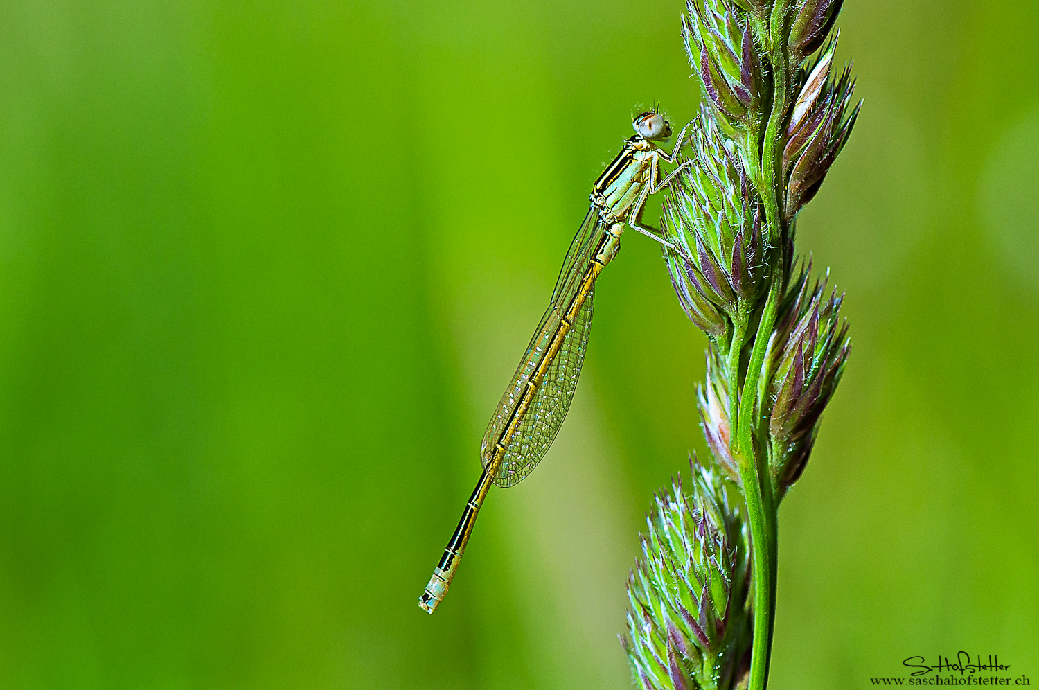 Makro Libelle