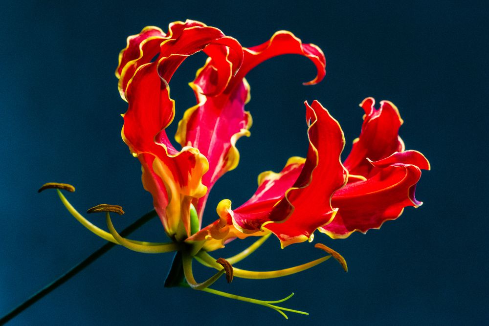 Makro Lilie "Gloriosa Superba"