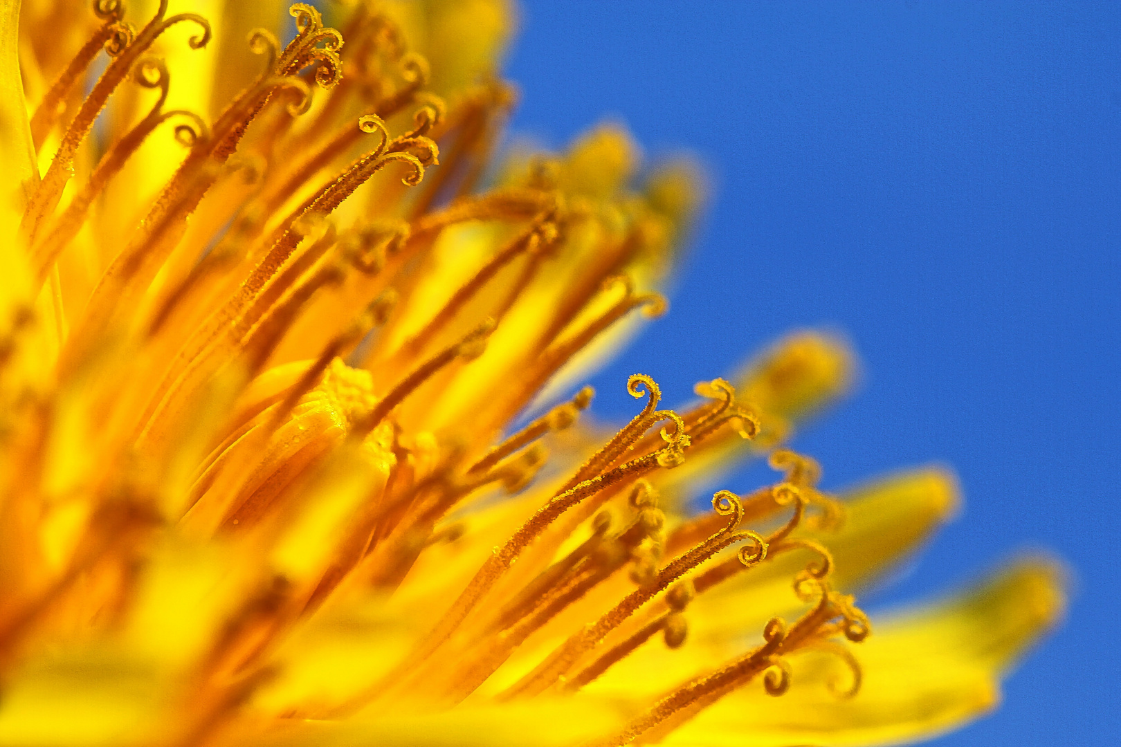 Makro Löwenzahnblüte