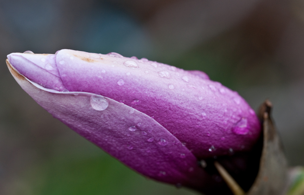 Makro Magnolienblüte