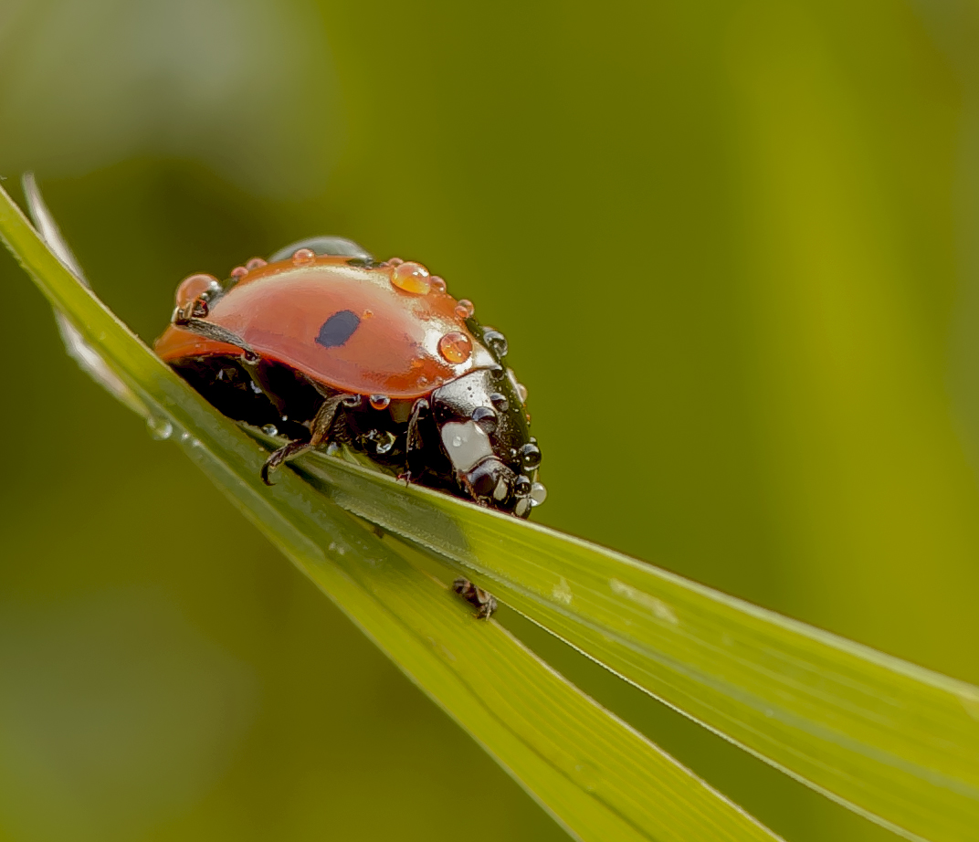 Makro Marienkäfer