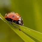 Makro Marienkäfer