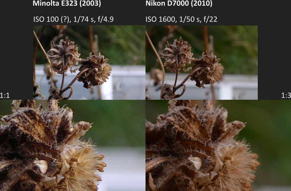 Makro: Minolta E323 vs Nikon D7000