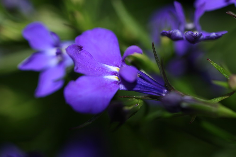 Makro mit feinem Bokeh