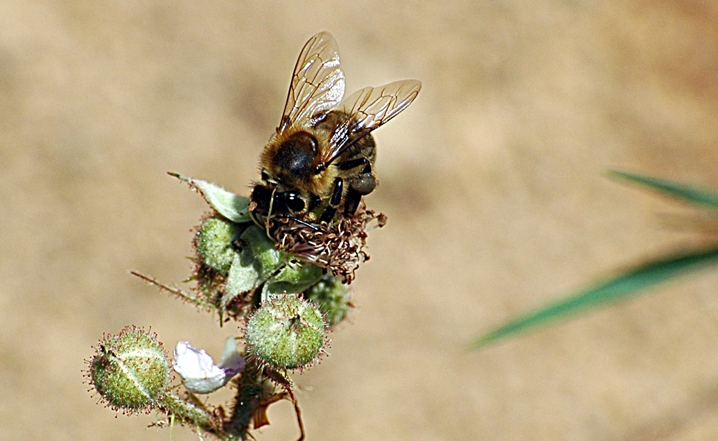 Makro mit "Suppenzoom"