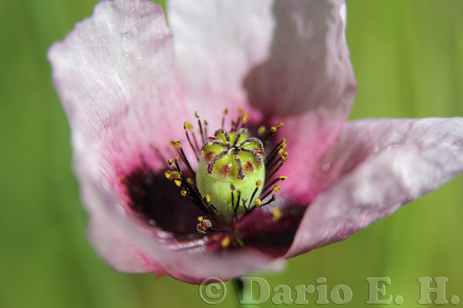 Makro Mohn