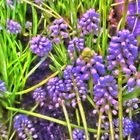 Makro Muscaris vom Frühling - natürliche Farben