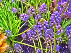 Makro Muscaris vom Frühling - natürliche Farben