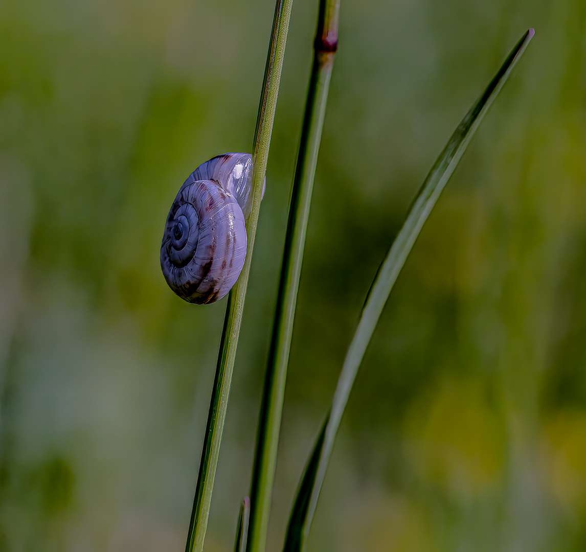 Makro Perchtoldsdorfer Heide 