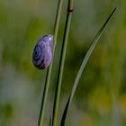 Makro Perchtoldsdorfer Heide 